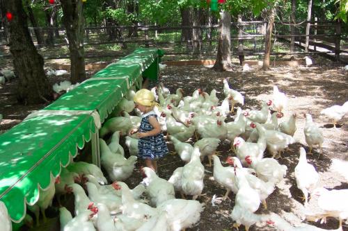Tessa-w-chickens
